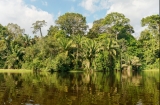 Pădurea amazoniană, Columbia