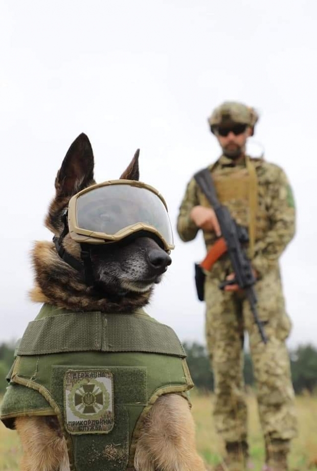 Echipament de protecţie pentru câinii militari din Ucraina
