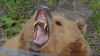 Proiect de ordin privind eliminarea imediată a urşilor care atacă omul