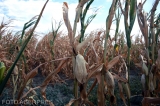 Porumb afectat de secetă