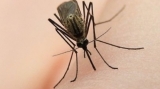Cinci persoane infectate cu virusul West Nile în ultima săptămână