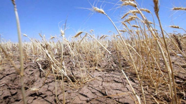 Suprafaţa agricolă afectată de secetă se apropie de 700.000 de hectare
