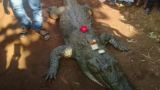 Crocodilul Babia