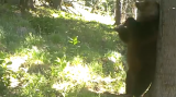 Un urs a fost surprins la scărpinat de o cameră de supraveghere din Parcul Naţional Retezat
