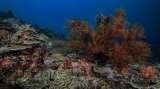 Jumătate dintre coralii lumii vor fi afectaţi de condiţii de mediu nefavorabile