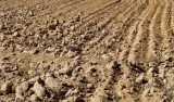 800 de mii de hectare afectate de secetă