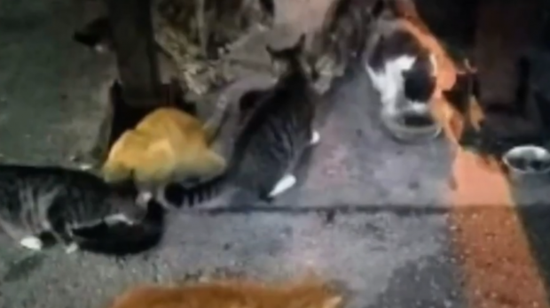 Peste 100 de pisici ţinute în condiţii deplorabile au fost salvate dintr-o locuinţă din Florida