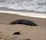 Aproximativ 2.500 de foci caspice găsite moarte în Daghestan