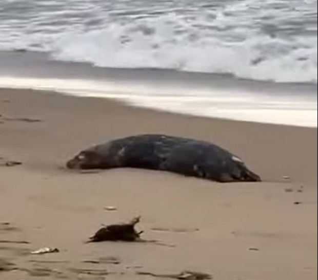 Aproximativ 2.500 de foci caspice găsite moarte în Daghestan