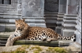 Leopard, India / Pixabay