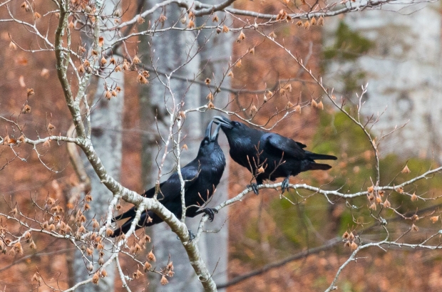 Pereche de corbi din Parcul Natural Bucegi, ritual de împerechere