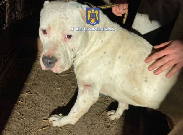Percheziții la persoane bănuite de infracțiuni împotriva animalelor în Mureș
