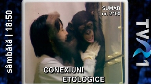 Conexiuni etologice - maimuțele, sâmbătă, la Teleenciclopedia