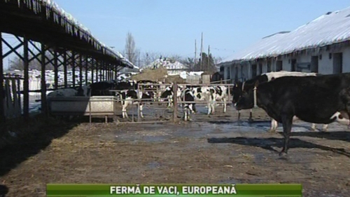 Satul: Ferma de vaci europeană