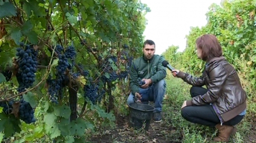 Revigorarea plantațiilor viticole din Oltenia 