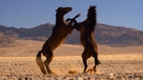 caii namibieni