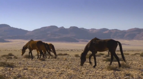 Povestea cailor namibieni, la Teleenciclopedia 
