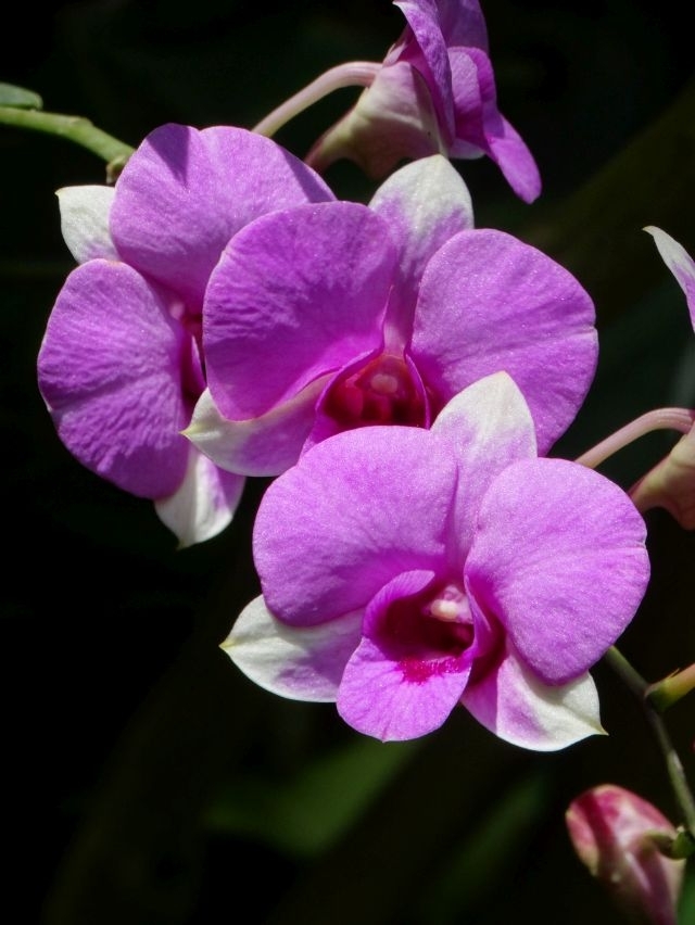 (w640) orhidee