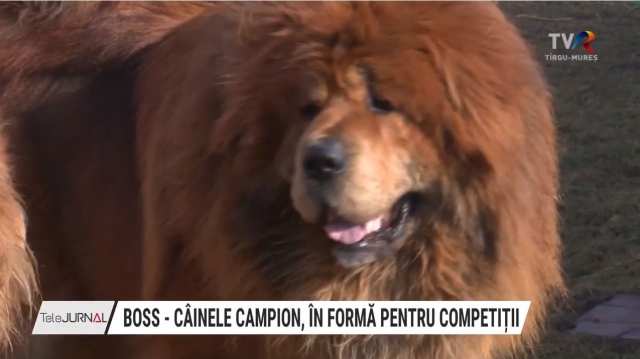 Boss, câinele campion, în formă pentru competiții | VIDEO