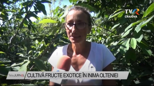 fructe