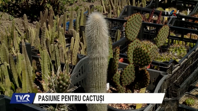 CACTUSI MURES