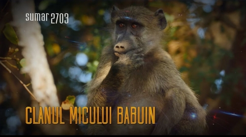 Jocuri de babuini, sâmbătă la Teleenciclopedia | VIDEO