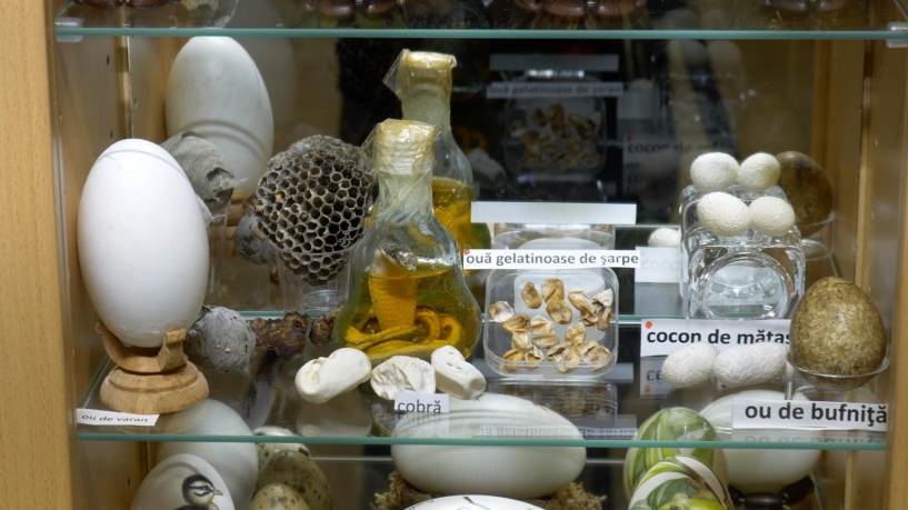 Ouă de crocodil, cobră, struţ sau emu, într-un muzeu „Exclusiv în România”
