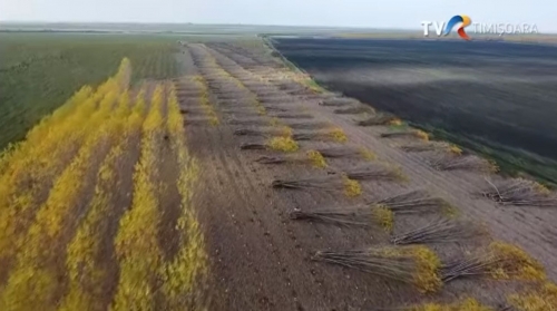 Satul Meu: Plantația de plopi energetici de la Giuvăz | VIDEO