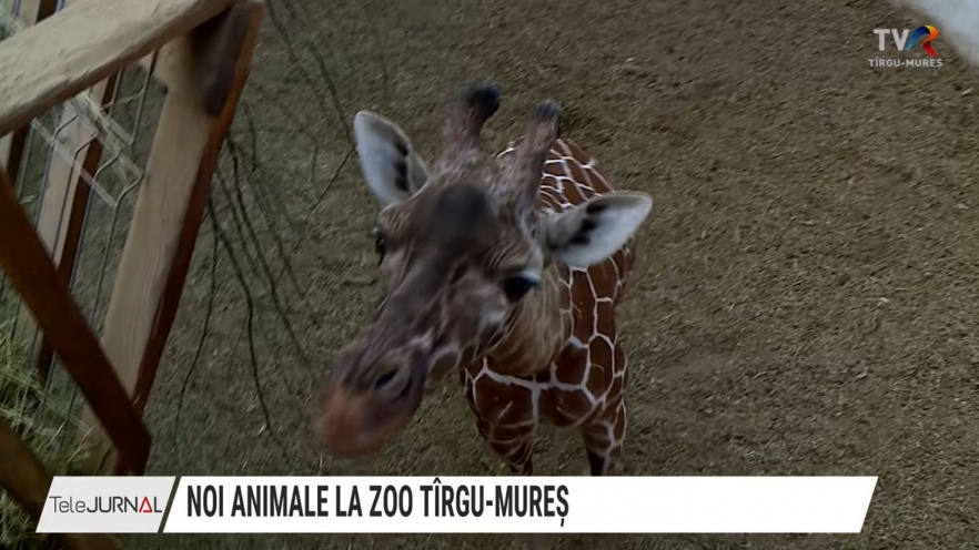 Noi animale la Zoo Tîrgu-Mureș | VIDEO