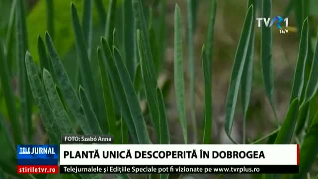 Plantă unică descoperită în Dobrogea