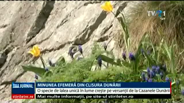 Specie de lalea unică, pe versanții de la Cazanele Dunării