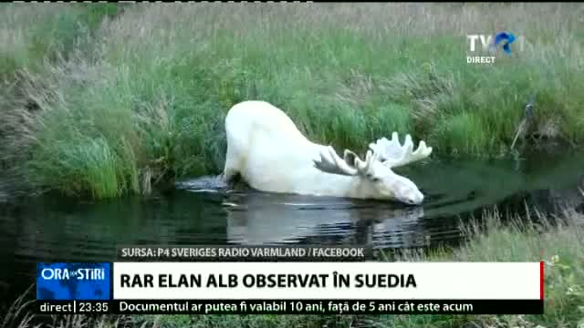 Imaginile cu un elan alb din Suedia au devenit virale 