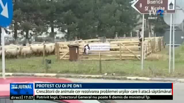 Protest cu oi pe DN1
