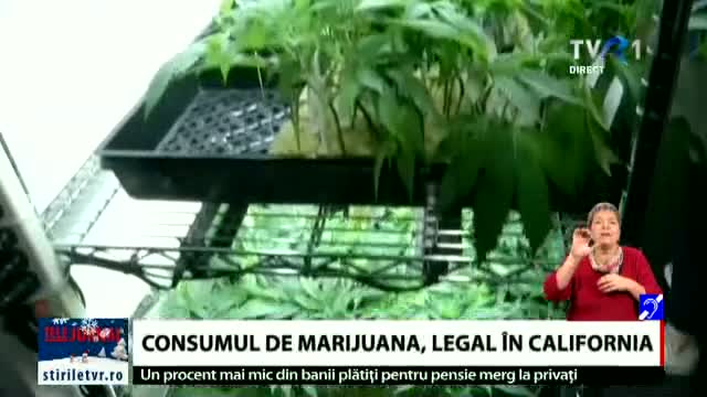 Consumul de marijuana legal în California 