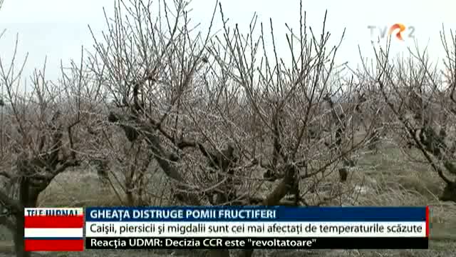 Gheața distruge pomii fructiferi  