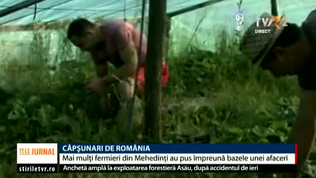 Căpșunari de România