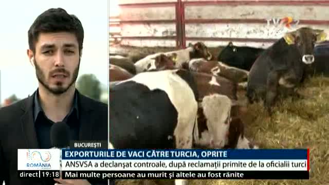 Exporturile de vaci către Turcia, oprite
