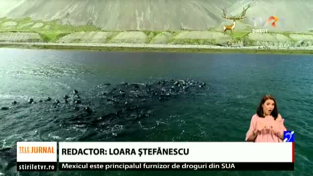Balene salvate în Islanda