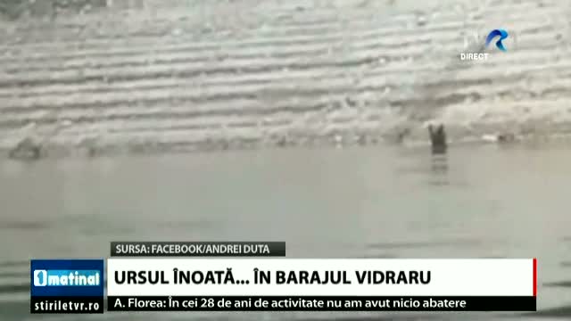 Ursul înoată în barajul Vidraru 