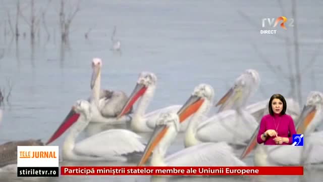 Pelicanii s-au întors în Bulgaria