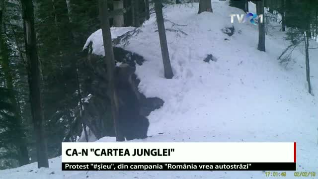 Urs filmat în timp ce se scărpina de un copac 