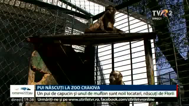 Pui născuți la Zoo Craiova
