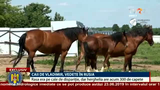 Caii de Vladimir, vedete în Rusia 