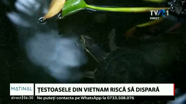 Țestoasele din Vietnam riscă să dispară
