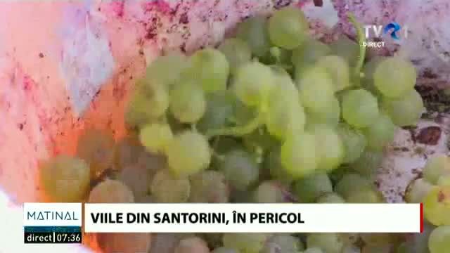 Viile din Santorini, în pericol