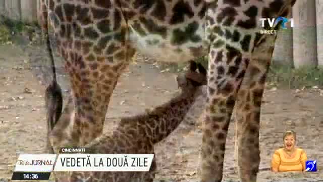 Pui de girafă