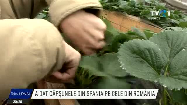 A dat căpșunele din Spania pe cele din România