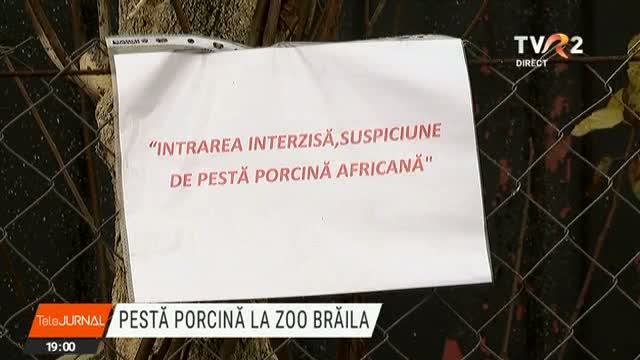 Pestă porcină la Zoo Brăila 