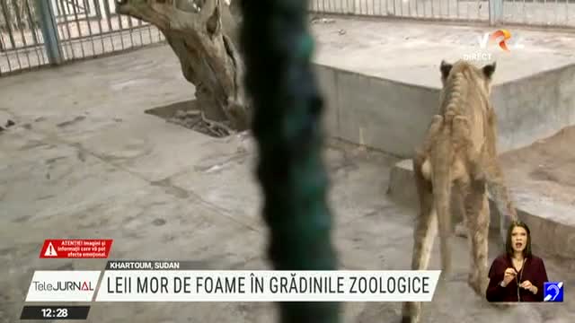 Leii mor de foame în grădinile zoologice