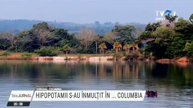 A crescut numărul hipopotamilor din Columbia